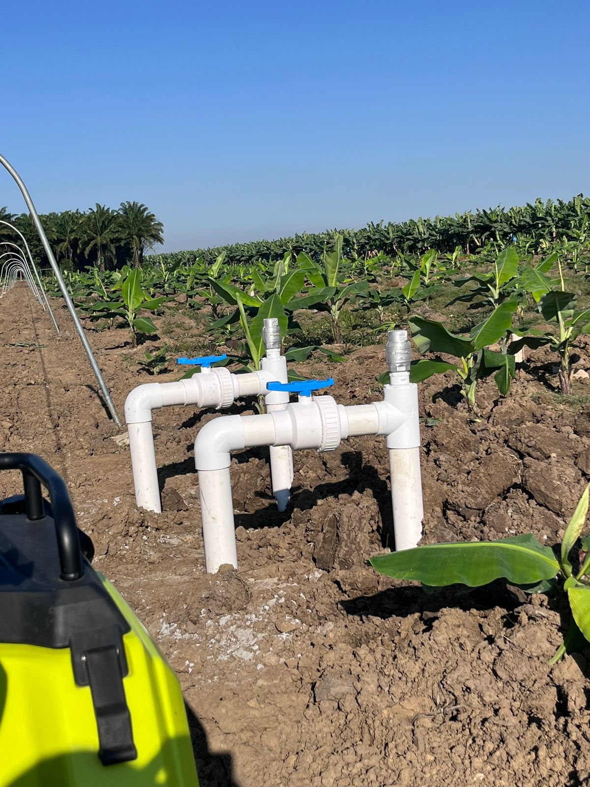 Cultivo de plátano Tabasco